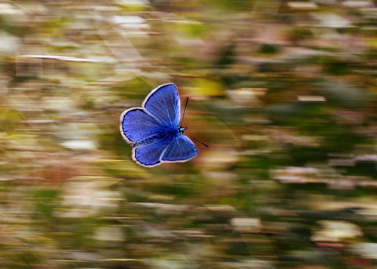 butterfly, blue, wings-2837589.jpg